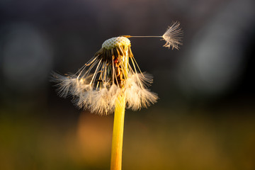 Dandelion seed
