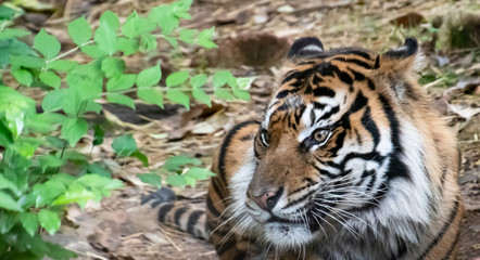 Sumatran Tiger as zoological specimen from Georgia.