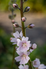 Pink spring bloom wild mallow
