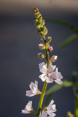 Pink spring bloom wild mallow
