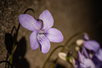 Purple violet