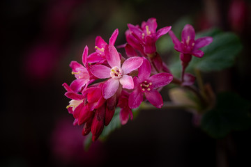 Pink spring flowering current