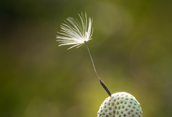 Dandelion seed