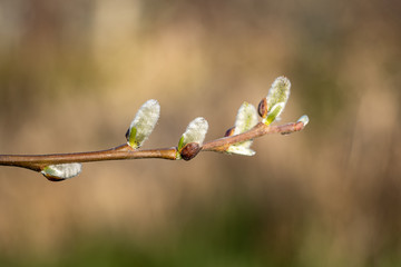 Pussywillow