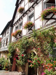 A traditional German half-timbered house with window box and vining flowers in Bad Wimpfen, Germany in the district of Heilbronn in the Baden-Württemberg.