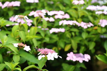 Naklejka premium 恋し野の里_あじさい