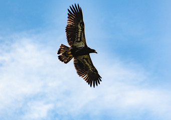 Juvenile Bald Eagle flying around nest site in Rome Georgia.