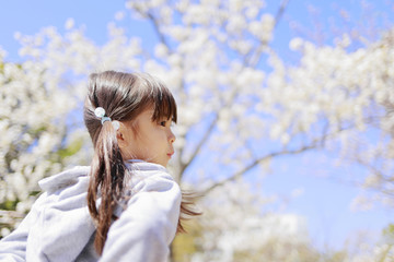 Fototapeta premium 幼児(5歳児)と桜