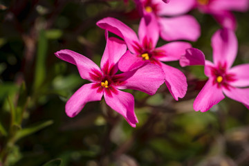 Pink spring blooming phox
