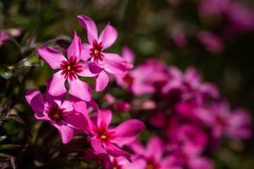 Pink spring blooming phox