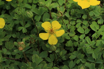 Yellow "Cinquefoil" flower (or Fingerkraut) in St. Gallen, Switzerland. Its Latin name is Potentilla Eriocarpa (Syn Potentilla Davidii), native to Himalayas (Pakistan-China).