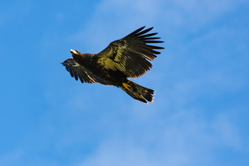 Juvenile Bald Eagle flying around nest site in Rome Georgia.