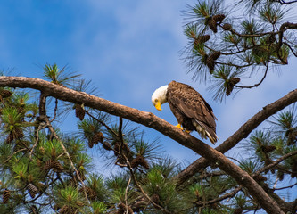 American Bald Eagle at nesting site in Rome Georgia.