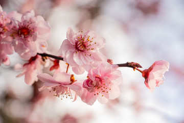 Pink spring flowering tree plum cherry