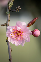 Pink spring flowering tree plum cherry