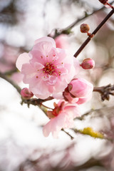 Pink spring flowering tree plum cherry