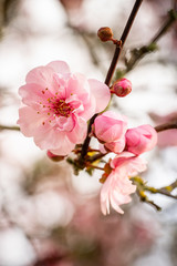 Pink spring flowering tree plum cherry
