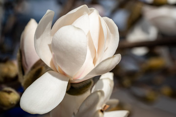 Fototapeta na wymiar Spring blooming magnolia