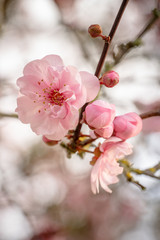 Pink spring flowering tree plum cherry