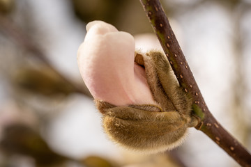 Spring blooming magnolia
