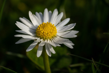 Obraz premium English lawn daisy in the grass