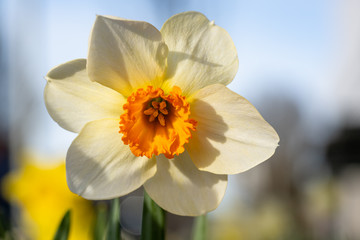 Spring blooming narcissus daffodil