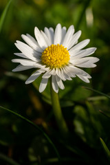 Obraz premium English lawn daisy in the grass