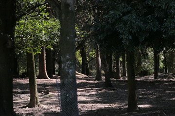 たくさん木が生えた公園