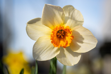 Spring blooming narcissus daffodil