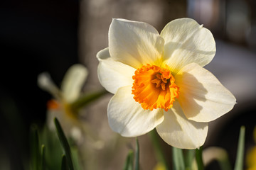 Obraz na płótnie Canvas Spring blooming narcissus daffodil