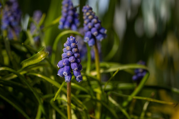 Spring blooming grape hyacinth