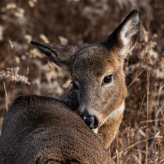 Doe Whitetailed deer  Apsley Ontario Canada