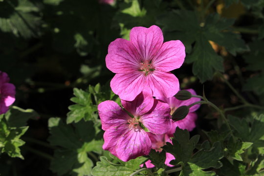 Hybrid Geranium &times; Riversleaianum 'Russell Prichard' flower in St. Gallen, Switzerland. It is a hybrid of Geranium Endressii and Geranium Traversii.