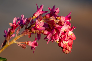 Spring blooming flowering current