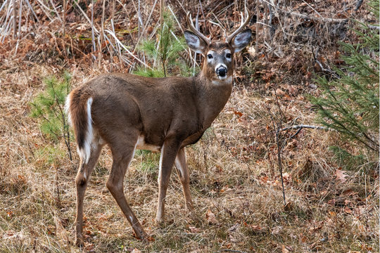 Buck whitetailed deer in forest