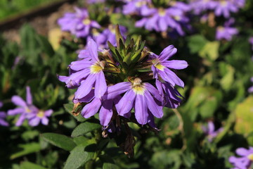 Hybrid blue 