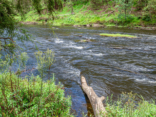 Log Into The River
