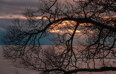 silhouette of tree branches with sunset