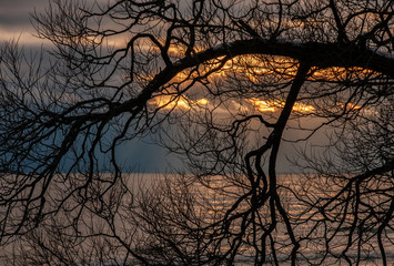 silhouette of tree branches with sunset