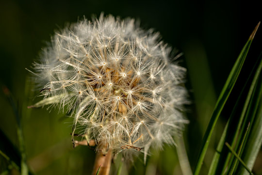 Dandelion seed head