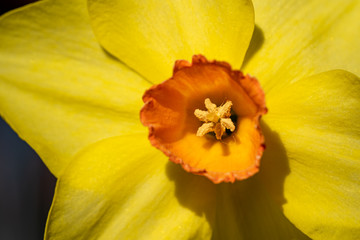 Spring blooming narcissus daffodil 