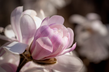 Spring blooming magnolia