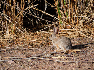 Desert cottontail on the ground