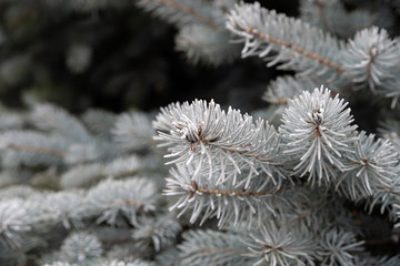 Naklejka na ściany i meble Christmas tree covered with frost. Spruce branches covered with white crystals of frozen water. Coniferous tree in winter.