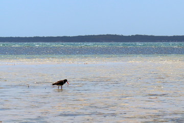 Fototapeta na wymiar Beach in Port Lincoln National Park, Australia