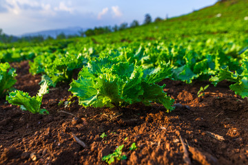 The chinese cabbagevegetable farm field on the mountain. Farm, harvest, agriculture concept.