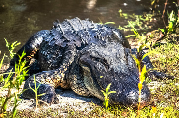 Alligator
