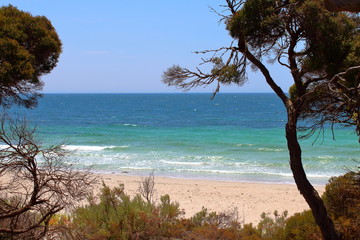 Fototapeta na wymiar tree on the beach in Lincoln National Park, South Australia