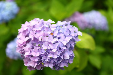 恋し野里_あじさい