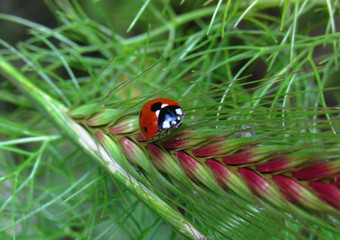 ladybug on leaf